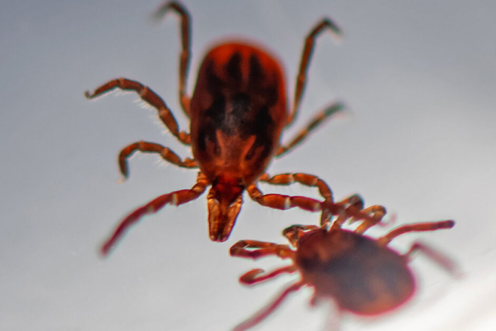 Ticks used in research are shown in the lab of Jason Park,.