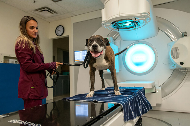 Veterinary specialist Eva Downs poses for a photo with Marley, a Staffordshire Bull Terrier dog with a cancerous tumor on his hip.