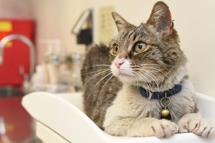 Thomas laying down on the scale in the exam room