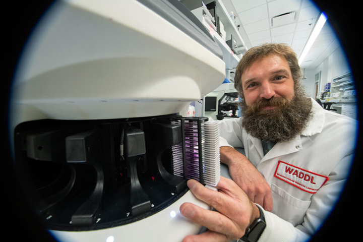 Broughton-Neiswanger is holding a stack of tissue sample slides that are about to be digitally scanned.