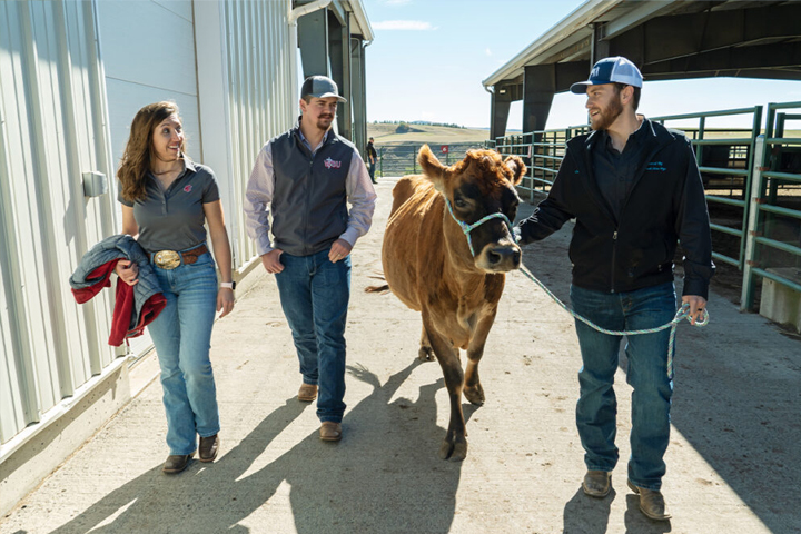 Veterinary medicine students Tanya Weber, Taythen Larson, and Caden Colombik walk with Ginger, a cow owned by the college.