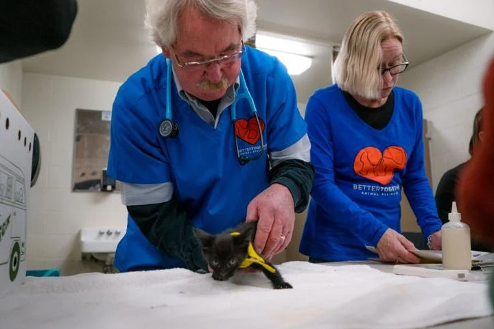 Local veterinarian, Dr. Ken Hallock, vaccinates a litter of kittens at a vaccine and microchip clinic in Priest River last year.
