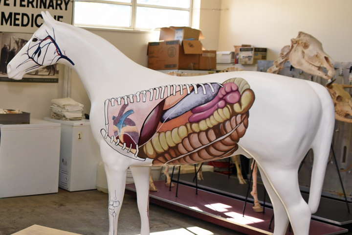 Painted horse model.