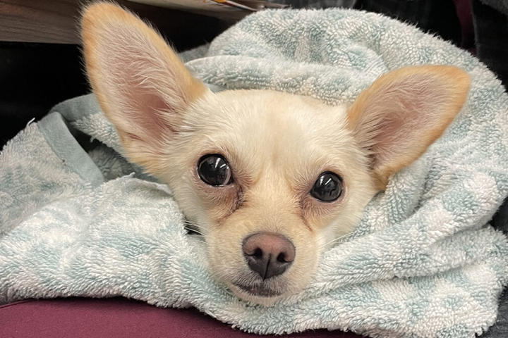 Only Lola's face is showing as she is snuggled in a towel.