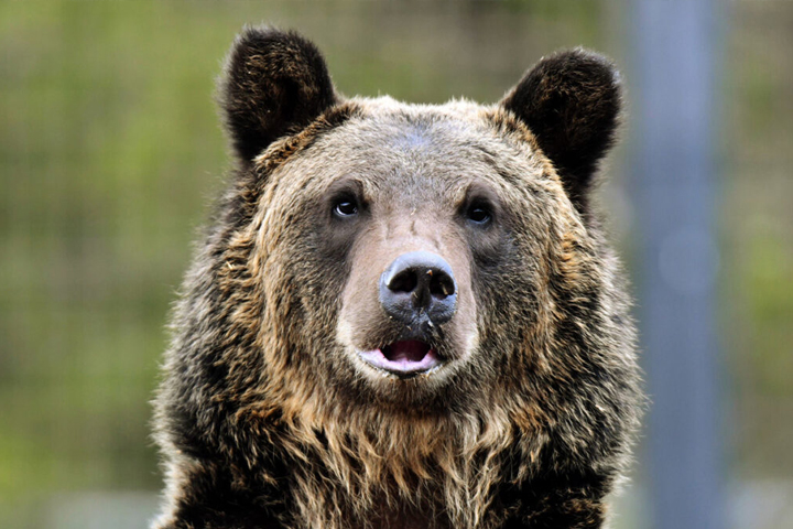 Close up image of Condi's face.