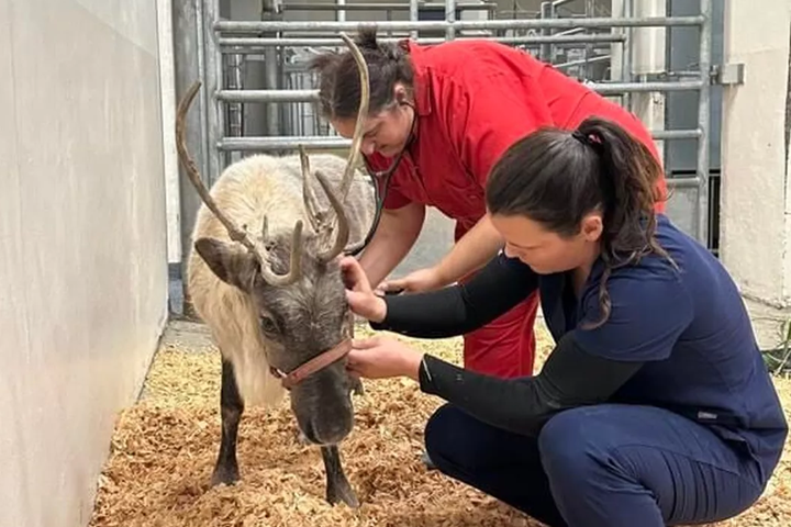 Cupid the reindeer with a team of veterinarians from Washington State University. (Courtesy of Erika Bowie)