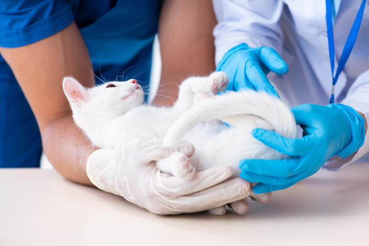 Stock photo. A young white cat being examined by a veterinarian and an assistant.