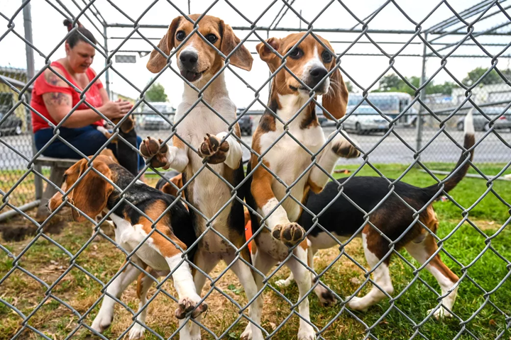A dozen beagles rescued from a breeding facility in Virginia play at SpokAnimal with Melissa Cameron on Aug. 22, 2022. (Dan Pelle/The Spokesman-Review)