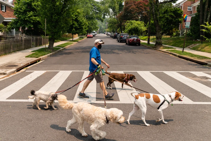 Man walking five dogs in a residential area.