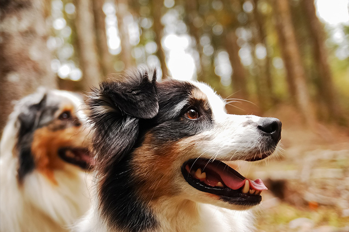 Two Australian shepherds looking intently to the right.