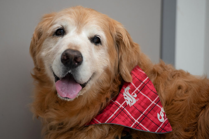 Dash, wearing a WSU Coug Tartan scarf.
