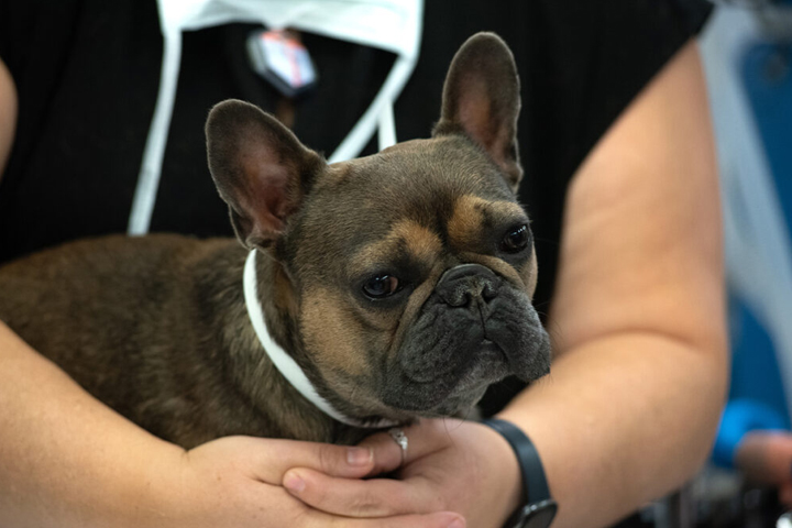 Anesthesia technician Kim Somerlott holds Spike, a French Bulldog.