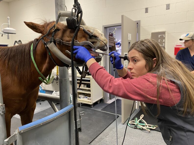 DVM class of 2024 Jordan Woodbury examining a horse in the Veterinary Teaching Hospital.