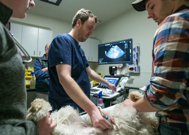 Veterinary student Colter Christian examines a dog.