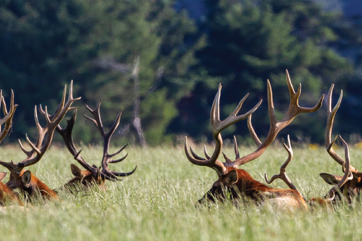 Multiple bull elk laying in a field.