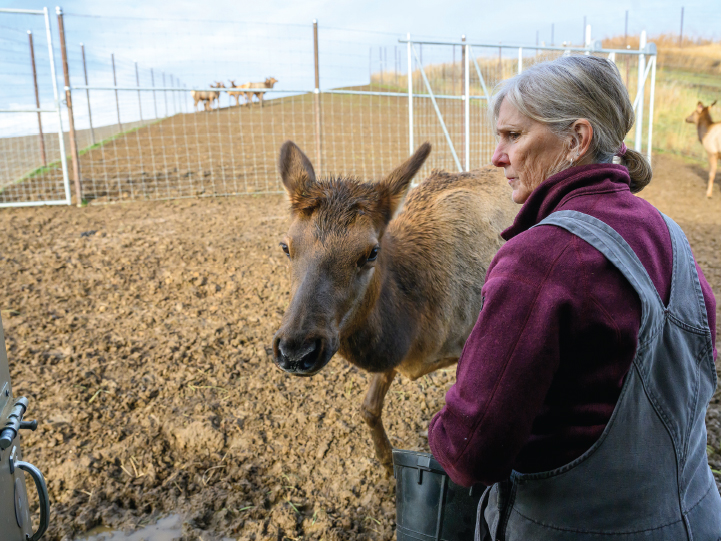 Dr. Margaret Wild feeding and elk in the Elk Research Facility at Washington State University.
