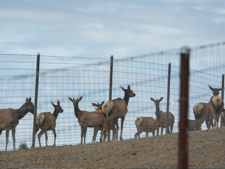 Elk a the the Elk Research Facility at Washington State University.
