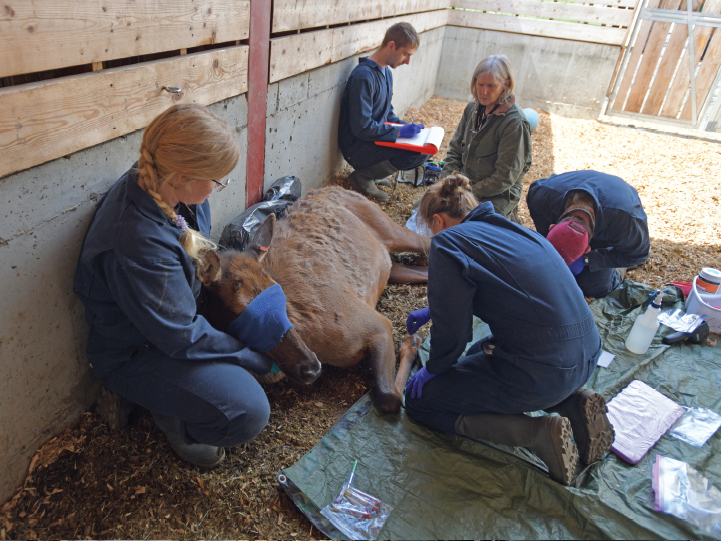 Dr. Margaret Wild and team taking a hoof sample from one of the captive elk.