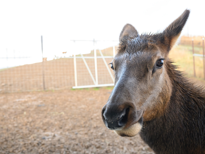 Close of of elk at the facility, looking right in the camera.