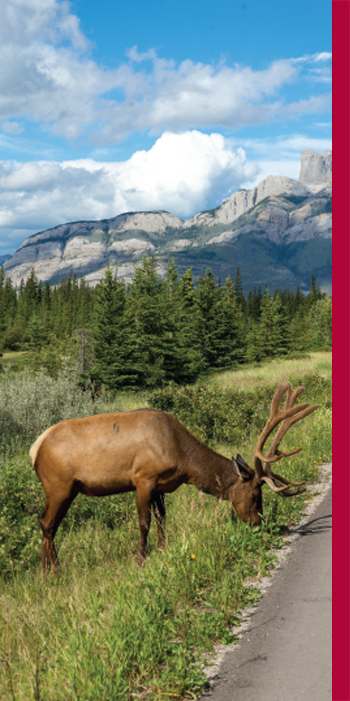 Elk in velvet, eating grass on the edge of a road.