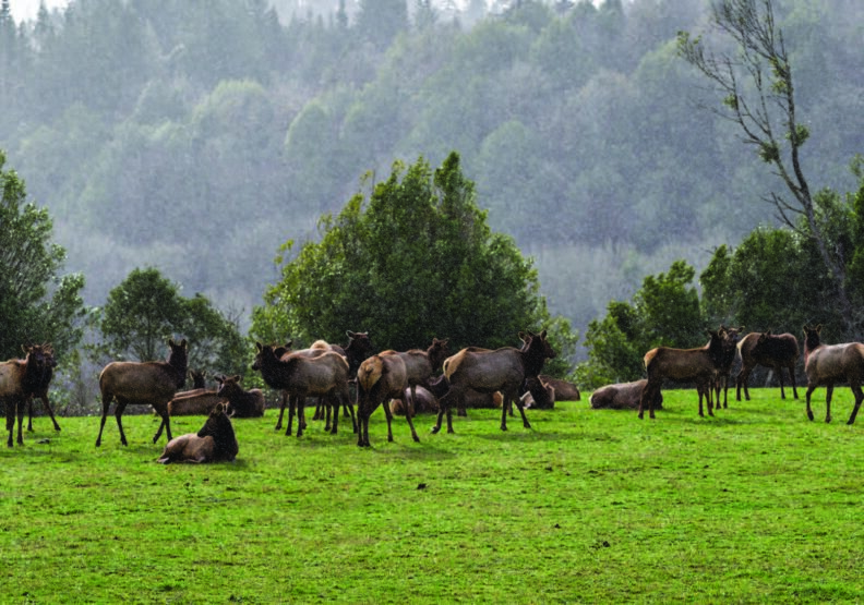 Multiple elk in a field in the spring or summer.