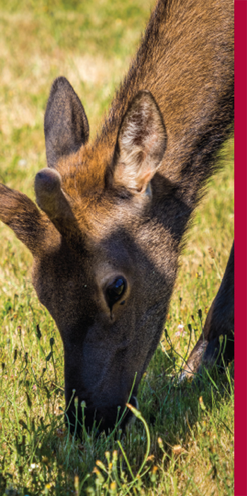 Close up of juvenile elk eating grass.