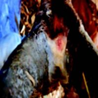 Grade I, cutaneous erosion or ulceration of an experimental elk.