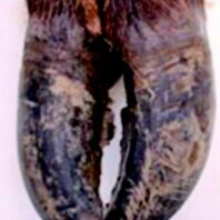 Grossly normal hoof of an experimental elk.