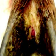 Grade I cutaneous erosion or ulceration on hoof from a free-ranging elk.