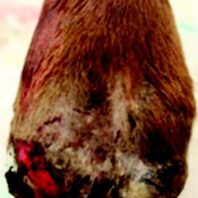 Grade IV broken or sloughed hoof capsule of a free-ranging elk.
