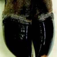 Grossly normal hoof of a free-ranging elk.