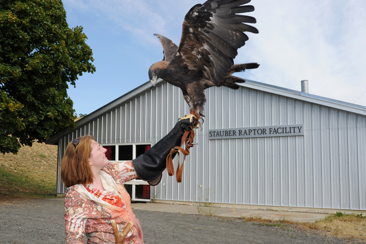 WSU wildlife veterinarian Nicky Finch with Amicus, a blind Golden Eagle.