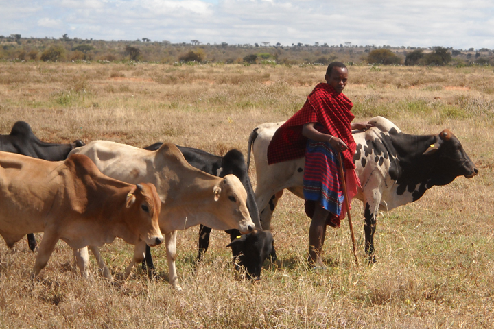 A Maasai man herds grazing cattle.