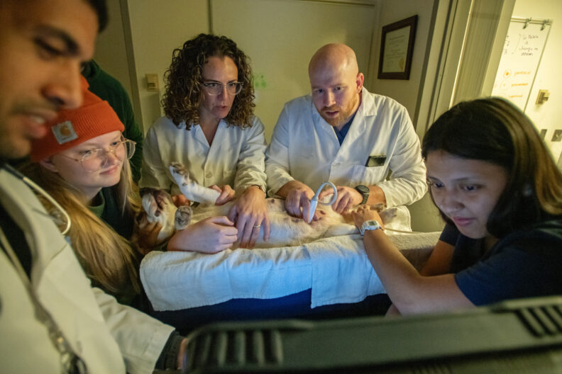 Matt Rafferty, second from right, a fourth-year veterinary medicine student at Washington State University's College of Veterinary Medicine, performs an ultrasound on Poppy, a dog with the unusual case of being pregnant with only one puppy, on Friday, Dec. 15, 2023, at the Veterinary Teaching Hospital in Pullman. Rafferty was working with Dr. Michela Ciccarelli, center, an assistant professor of theriogenology, and Naomie Macias, right, a theriogenology technician, as Hannah Kvernum, second from left, one of Poppy’s owners, looks on.