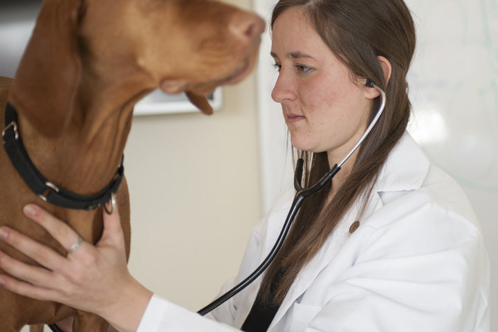Veterinary student Jessica Scheer listening to a dog's heart at Montana State University. MSU photo by Kelly Gorham.