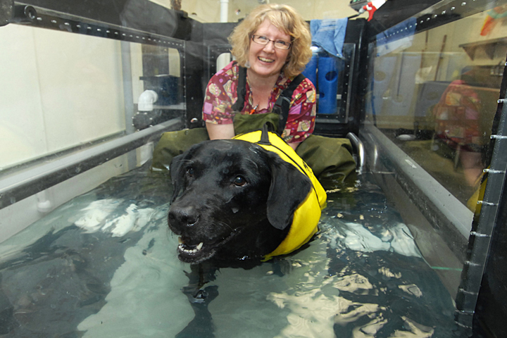 Black lab with yellow vest in the treadmill with Lori Lutskas.