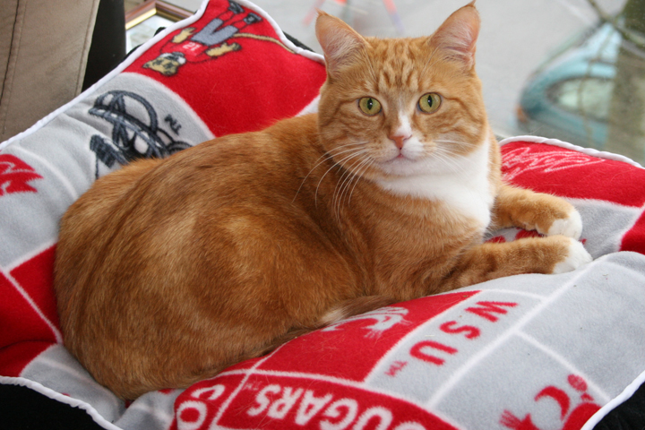 Chester lying on a WSU cougar pillow.