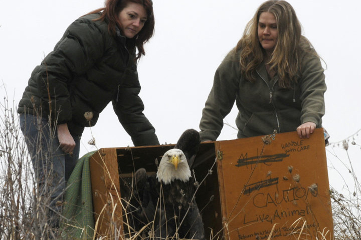 Sauder, a five-year-old bald eagle, was released on March 12, 2012, after being treated for lead poisoning. Dr. Nickol Finch (left), head of the exotic and wildlife unit, and Alexis Adams (right), veterinary technician.