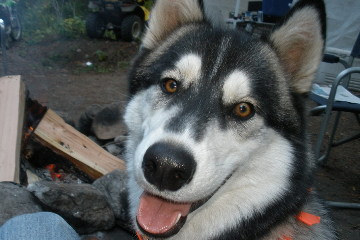 Juno at a campground.