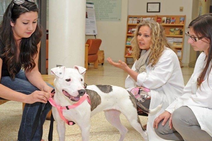 (l-r) Sara Mellado, Theia’s caretaker; Theia; Dr. Boel Fransson; and Dr. Jade Hardy, WSU veterinary intern.