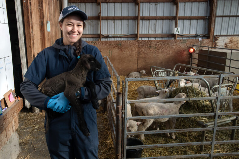 Washington State University College of Veterinary Medicine fourth-year student Stephanie Scoville holds a lamb on Wednesday, March 20, 2024, in Moscow, Idaho.