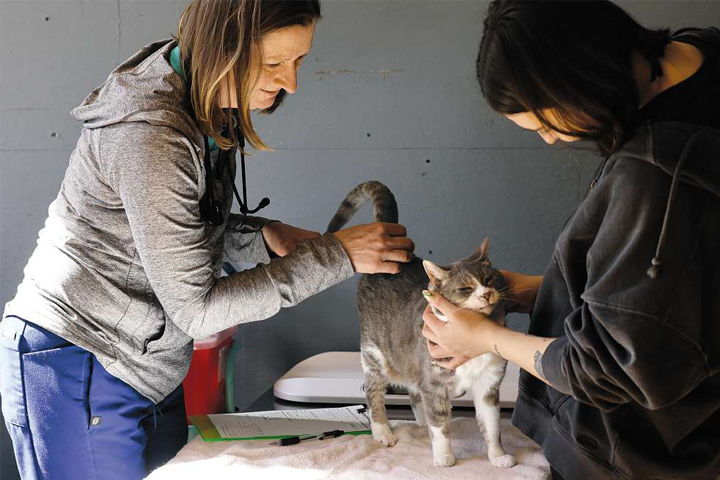 Dr. Lara Kreyenhagen, left, examines Beesly, a 9-year-old cat, who might have an ear infection. Chantel Veleta assists.