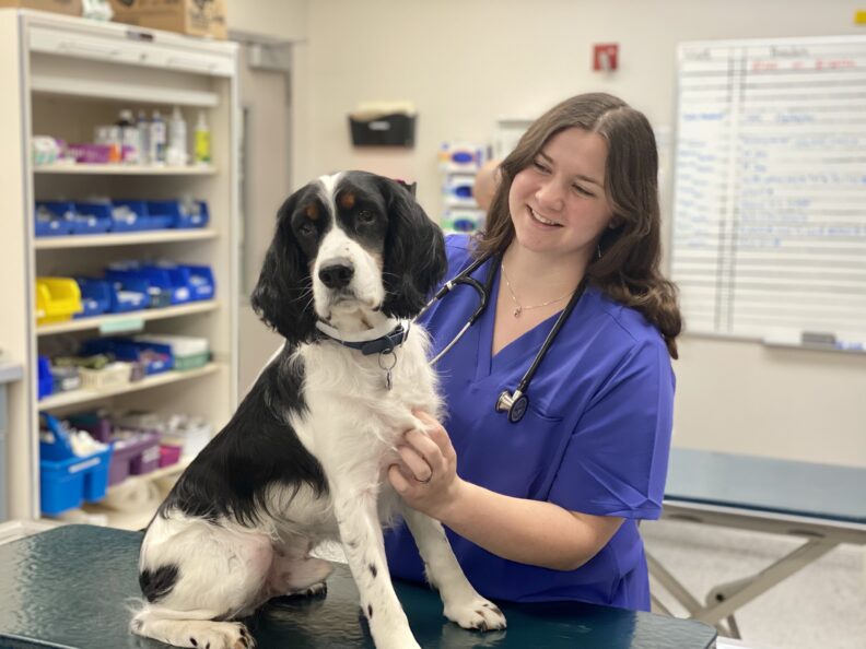 Aiyana Grover with a black and white spaniel in the Veterinary Teaching Hospital.
