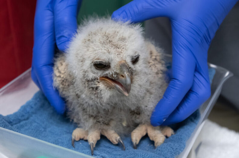 Marcie Logsdon, a wildlife veterinarian at Washington State University's College of Veterinary Medicine, weighs a baby owl that fell out of its nest.