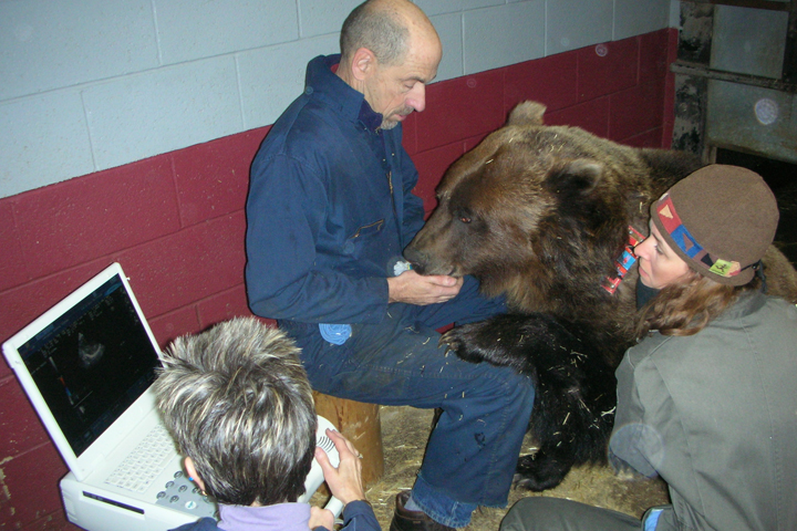 Researchers with Kio, a grizzly bear.