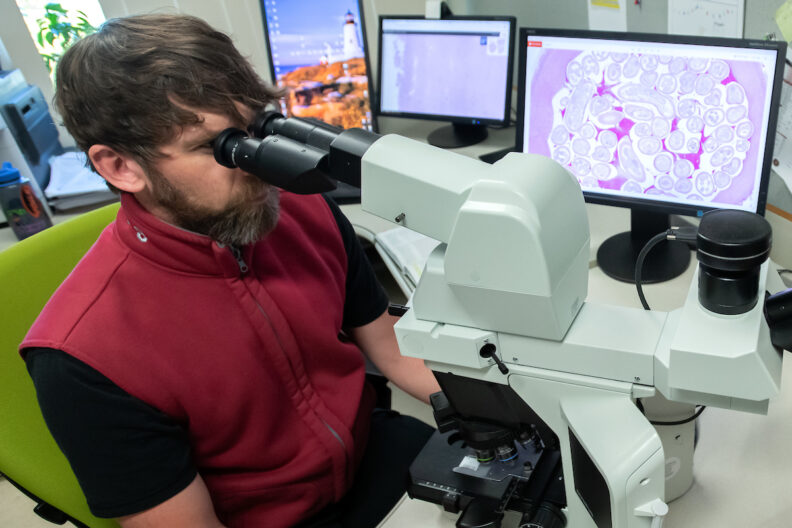 Kyle Taylor, a clinical associate professor in the Veterinary Microbiology and Pathology department in Washington State University's College of Veterinary Medicine, looks through a microscope in his office.
