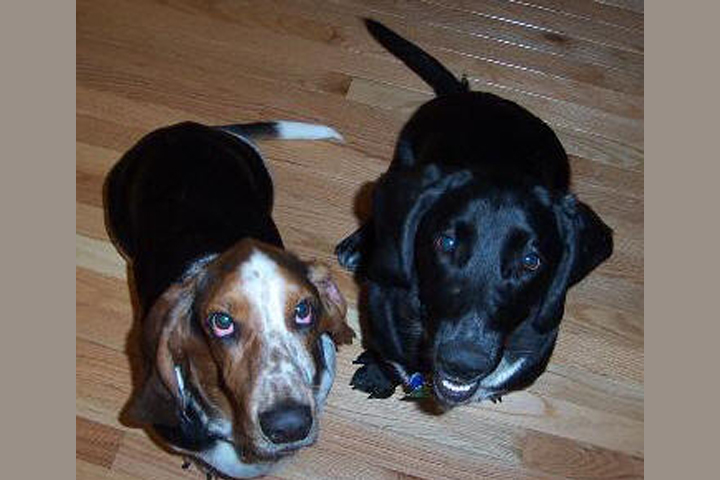 Mia, a tri-color, on the left, with her Basset Hound brother, Rudy.