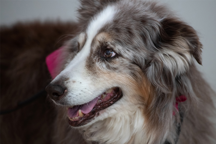 Rubie, an Australian shepherd owned by Paul and Lynnea Thibodaux, is shown while waiting for a check-up at the Veterinary Teaching Hospital (photo by College of Veterinary Medicine/Ted S. Warren).