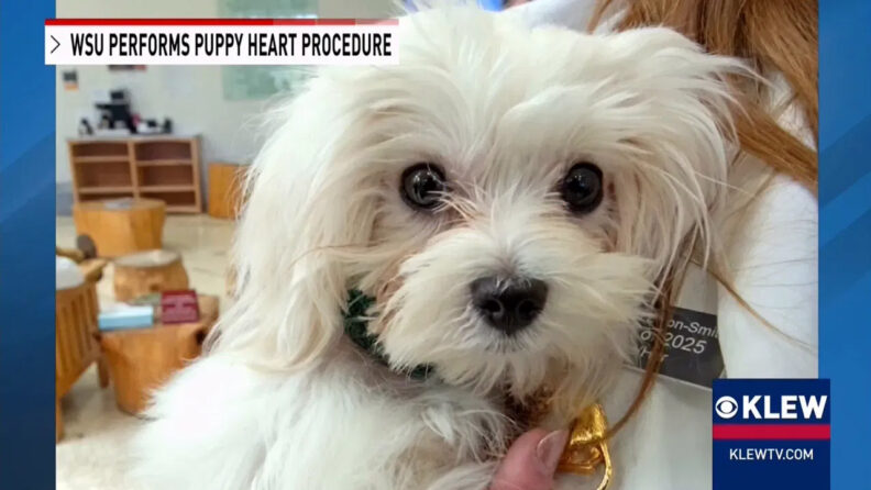 Carter snuggled up to a fourth year veterinary student.