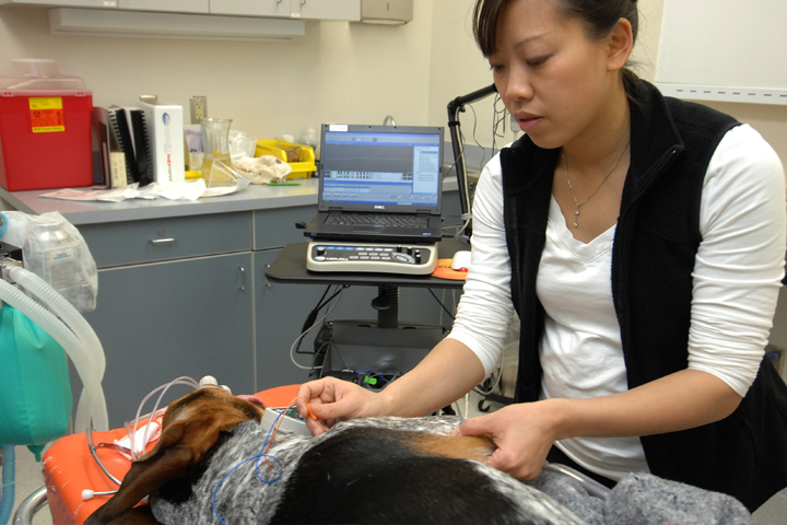 Dr. Chen using the electrodiagnostics machine on a dog patient.